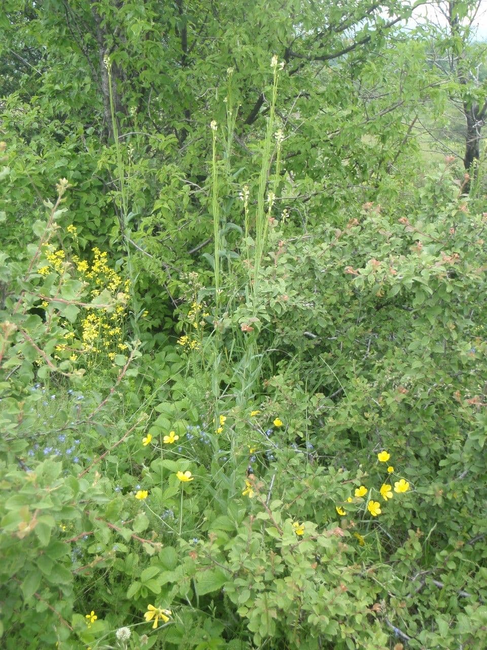 Arabetta sagittata 3