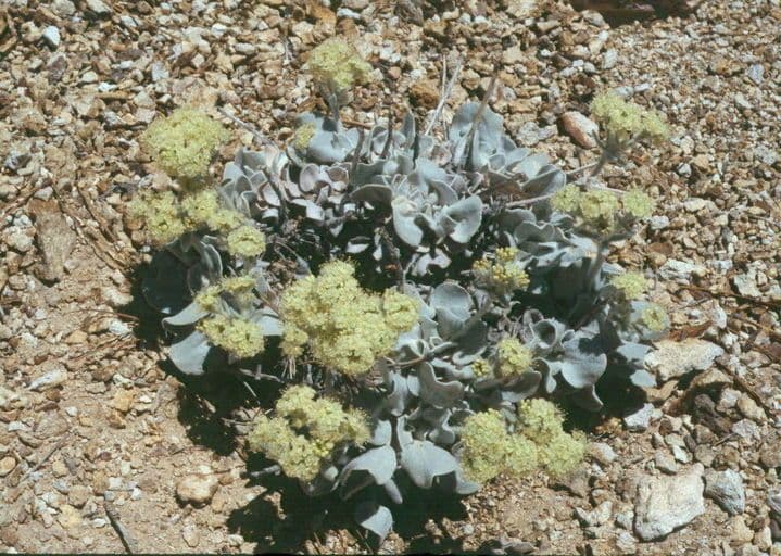 Granit-Polygonum 4