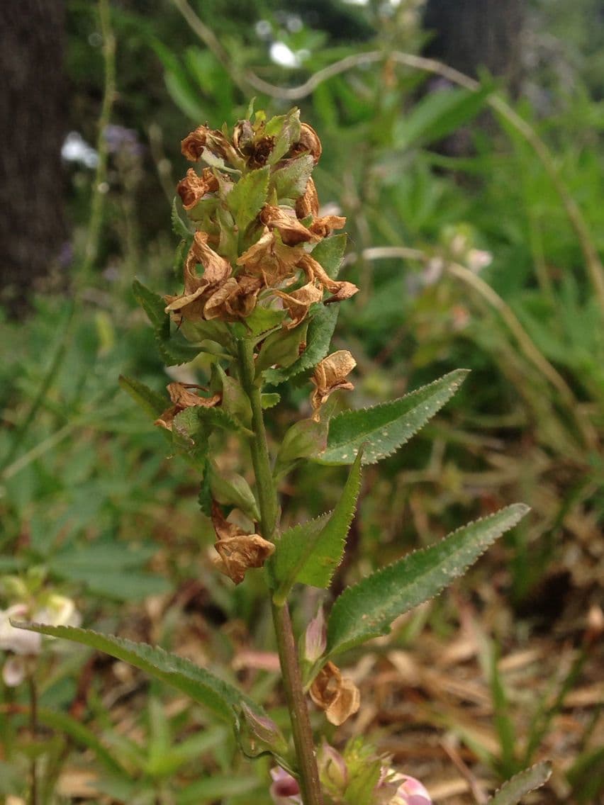 Pediculare a grappoli