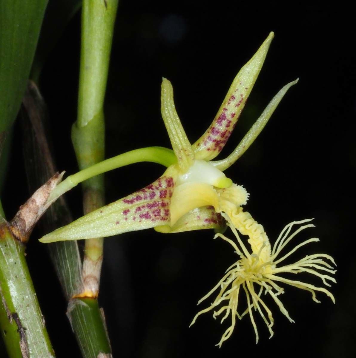 Dendrobium 5