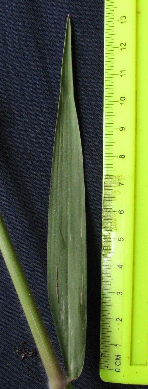 Erba caraibica 7