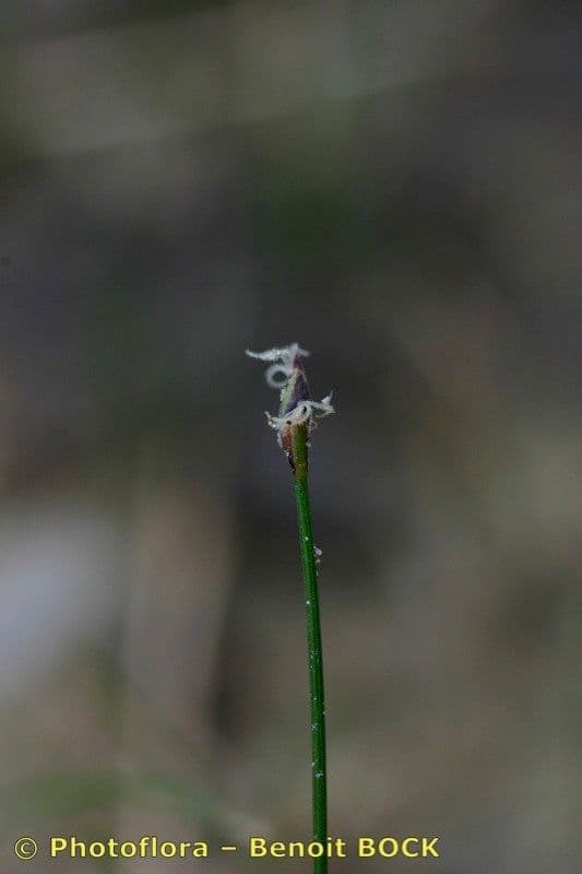 Giunchina aghiforme 4