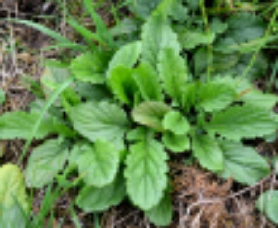 Senecione acquatico 11