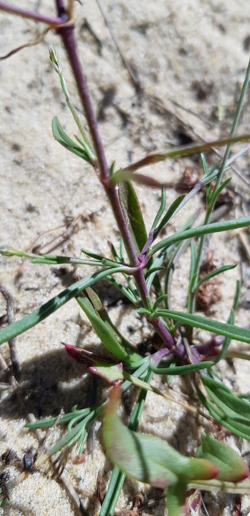 Silene portensis 18
