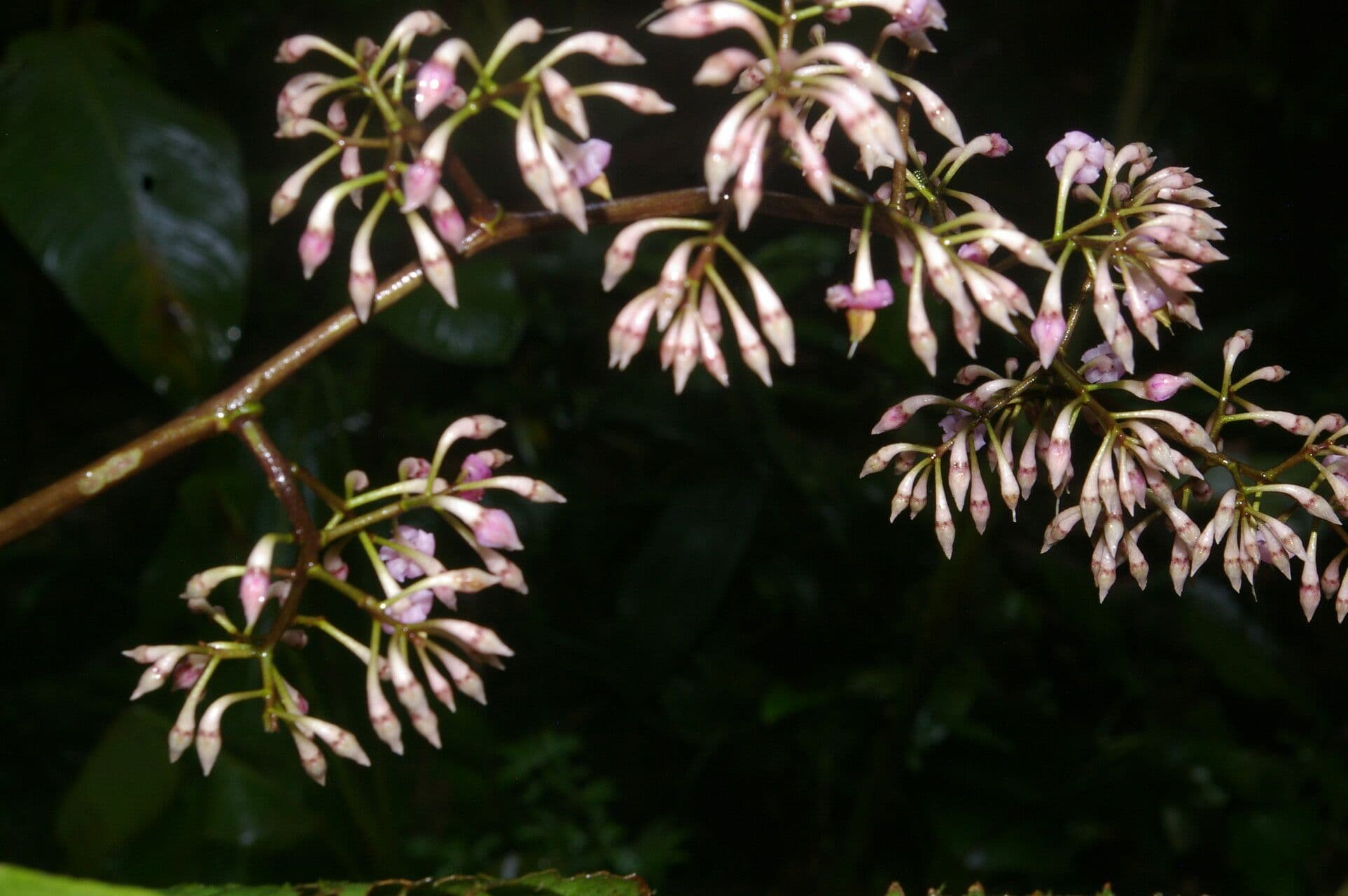 Ardisia 9