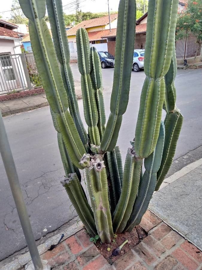 Cactus 21