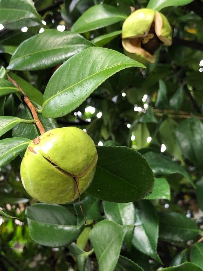 Camelia oleifera 3