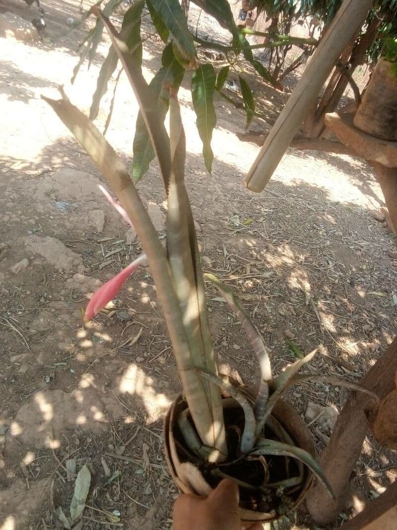 Billbergia 6