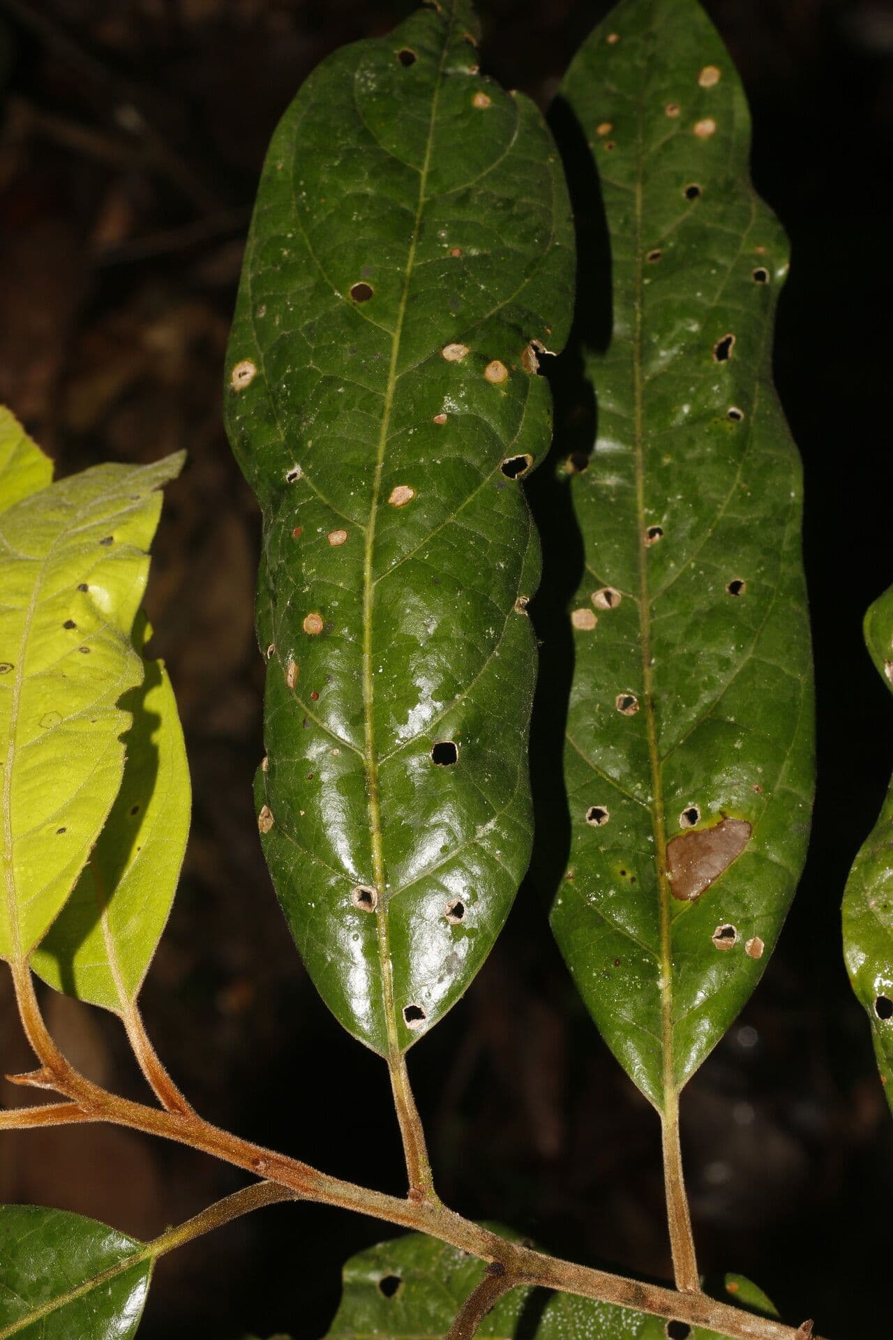 Ocotea 5