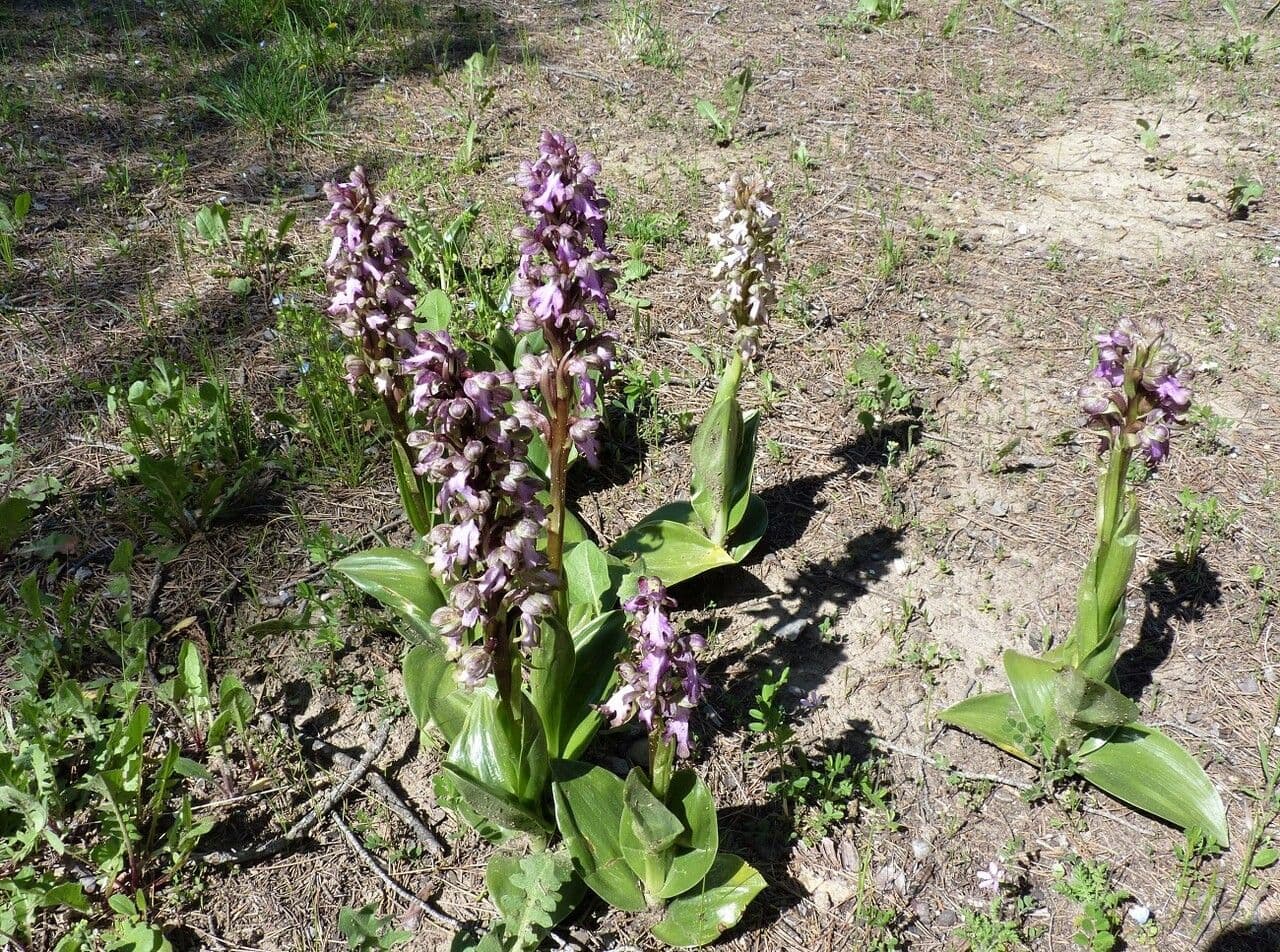 Orchis géant 29