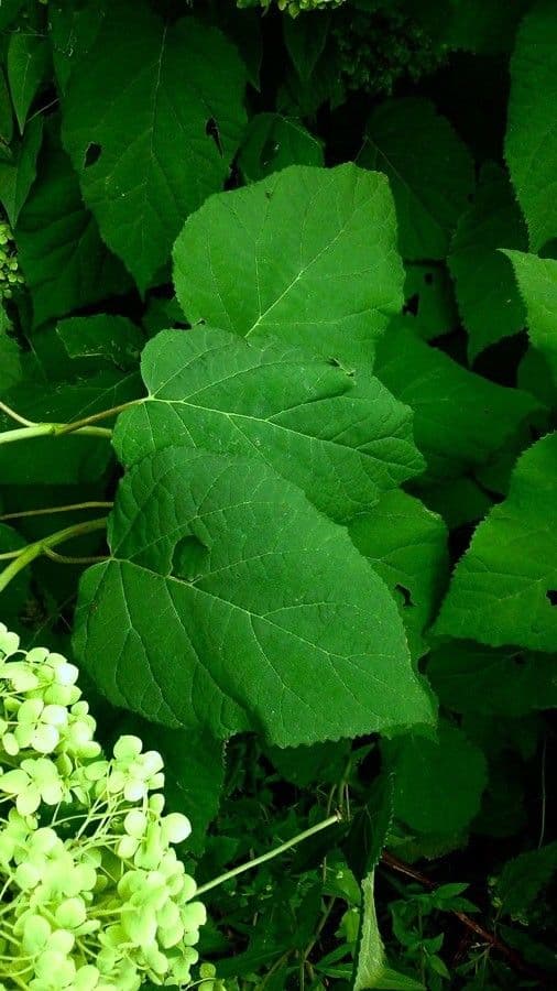 Hortenzie latnatá 20