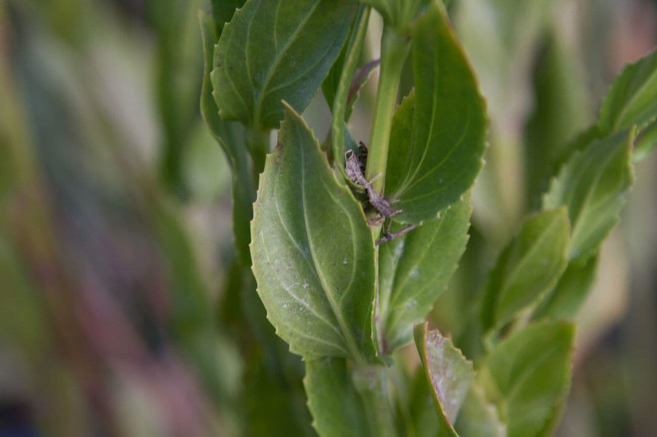 Physostegia 3