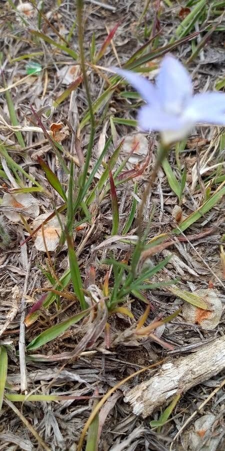 Wahlenbergia capillaris 7