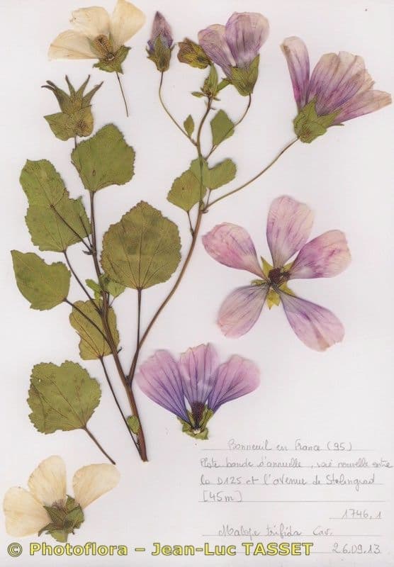 Malope 8