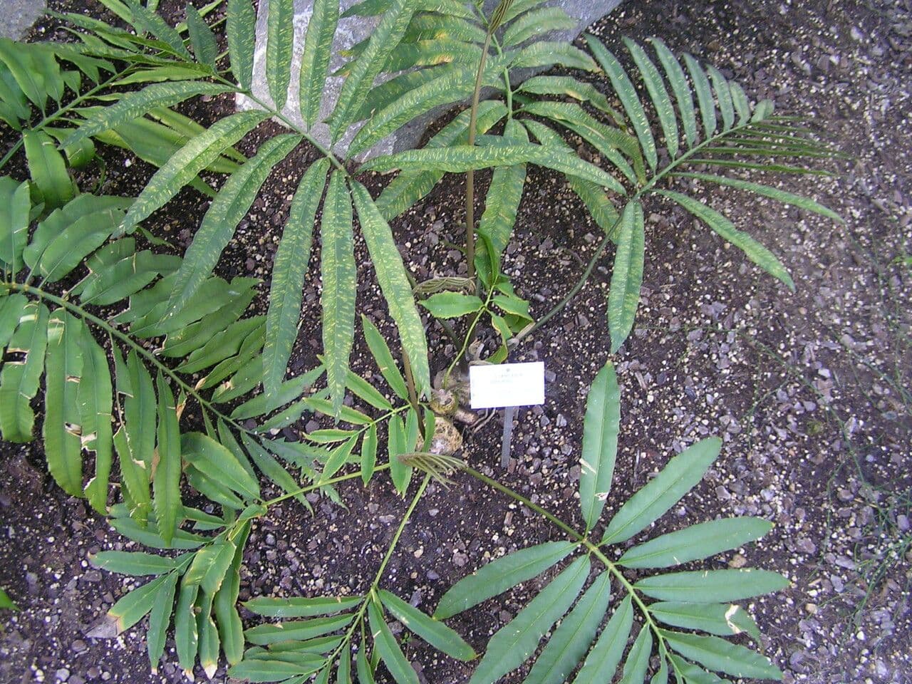 Stangeria 9
