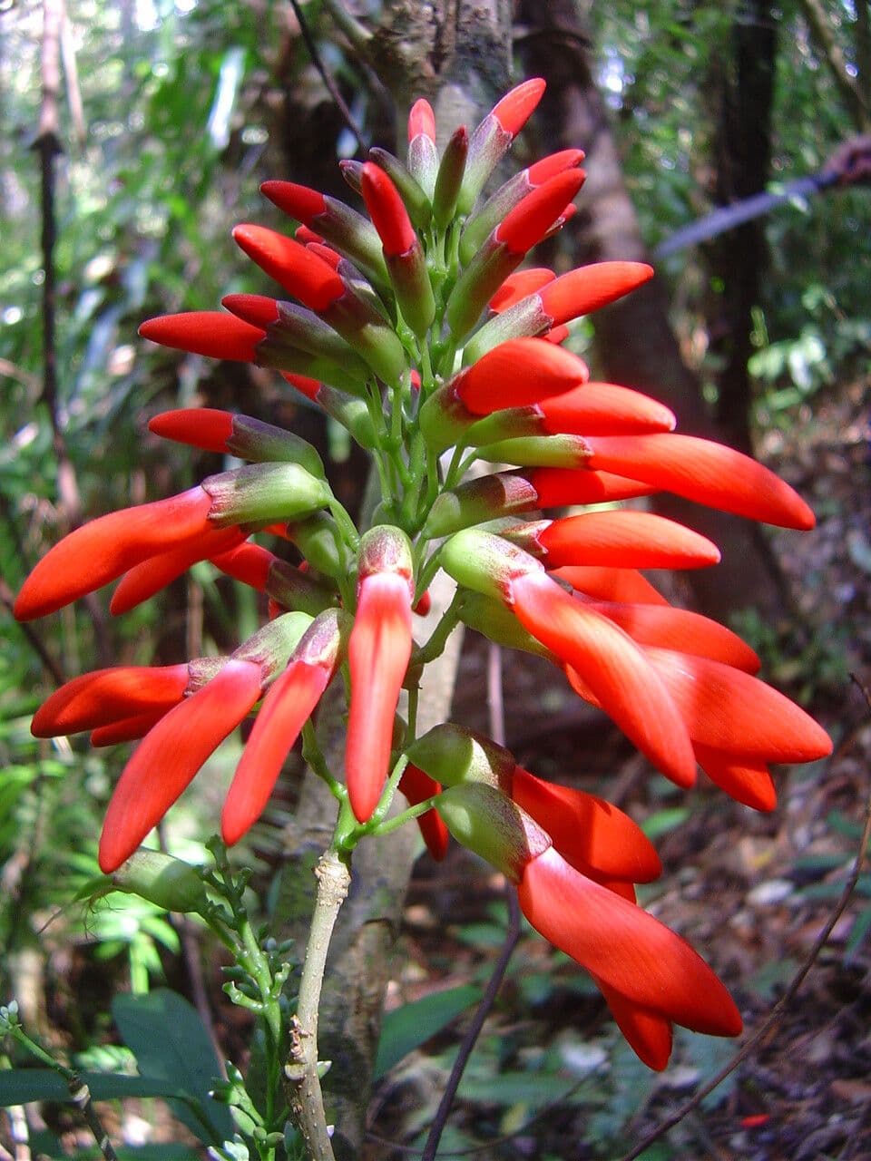Dahlstedtia 2