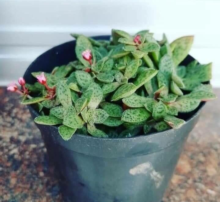 Crassula 8