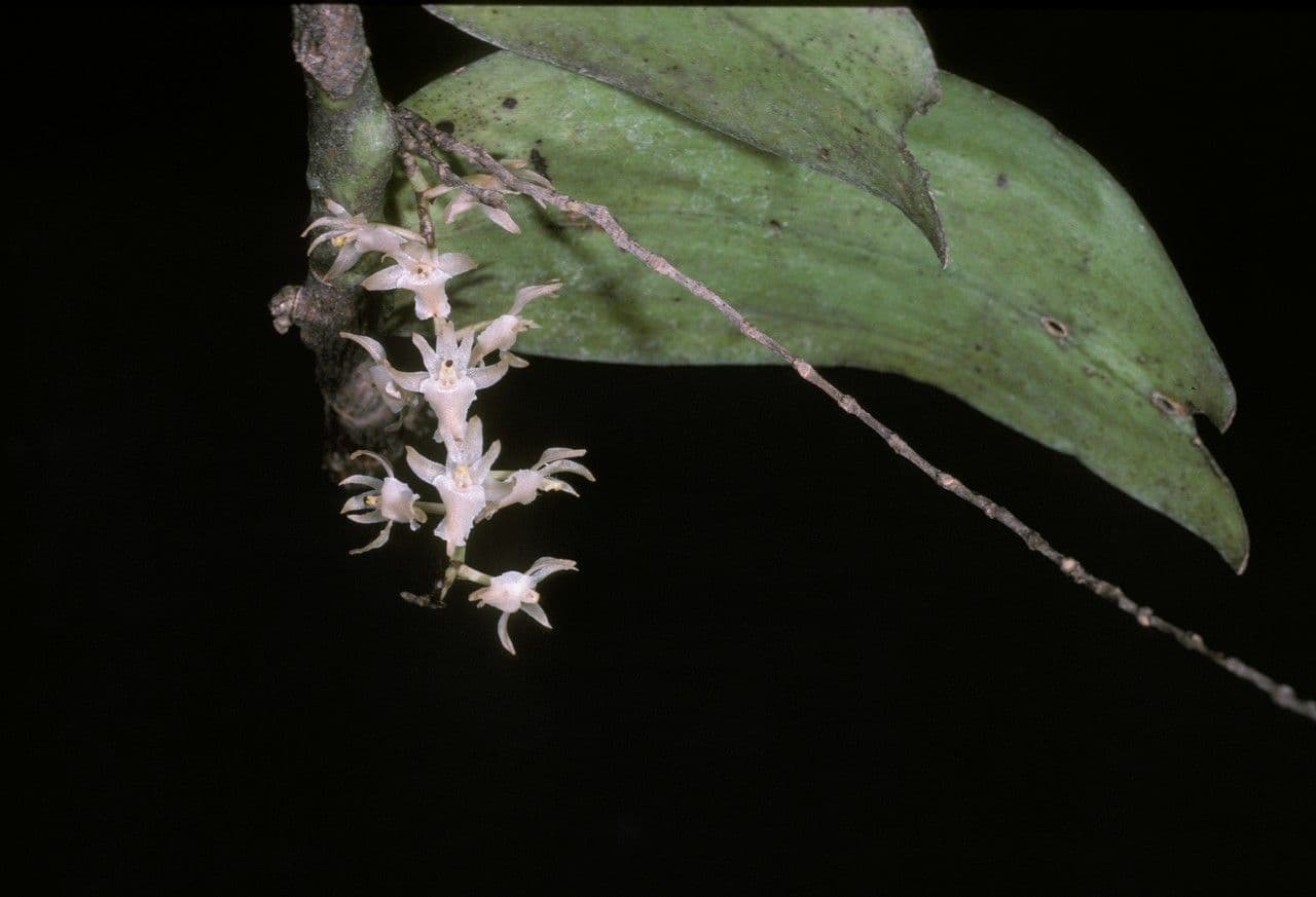 Diaphananthe 3