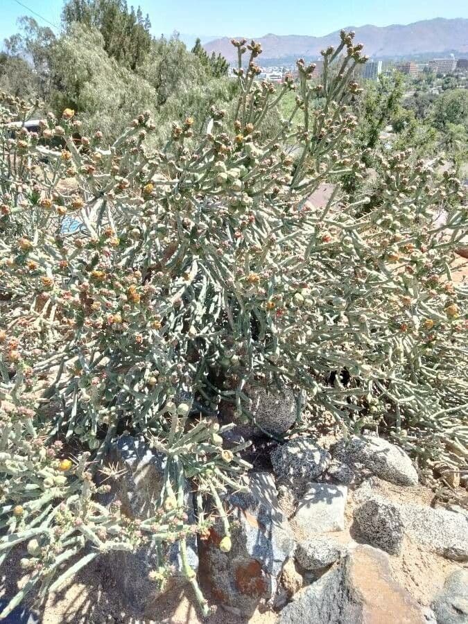 Cholla di Klein 6