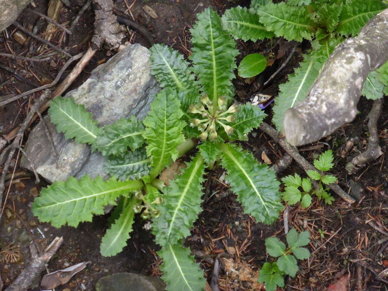 Primula 4
