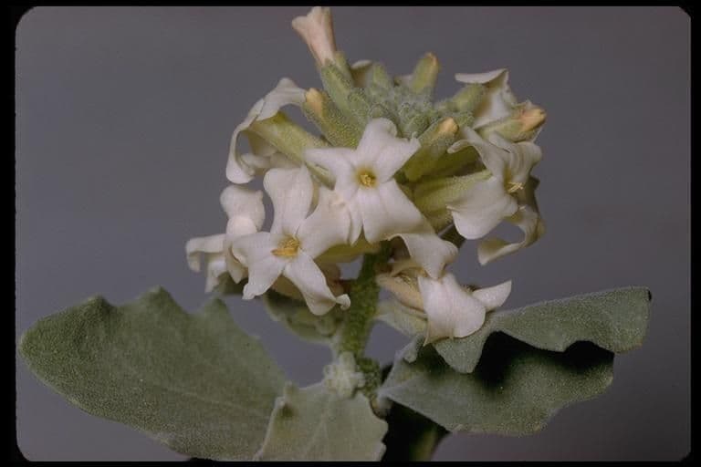 Dithyrea californica 8