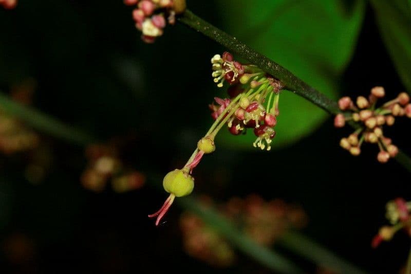 Phyllanthus 3