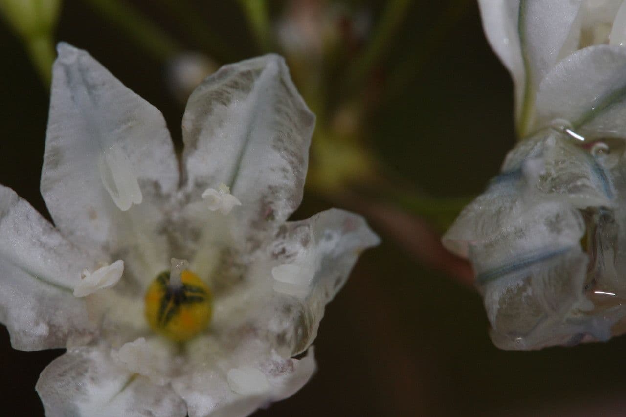 Triteleia giacinto