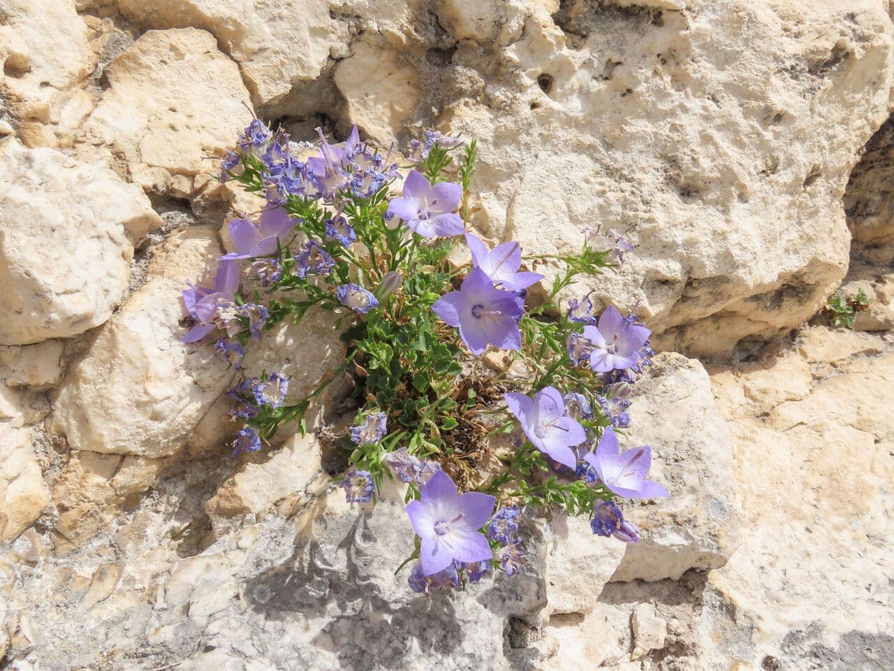Campanula 6