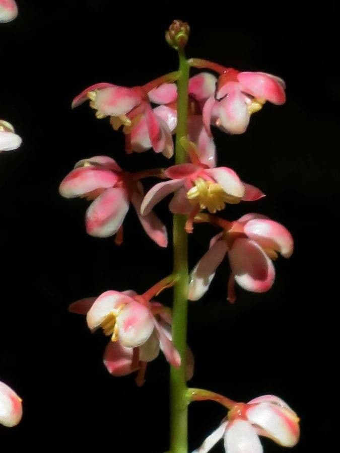 Pirolo asariforme 5
