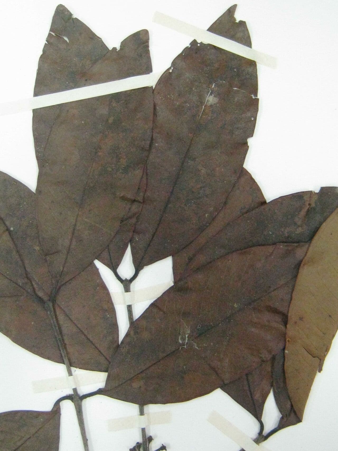 Eugenia 2