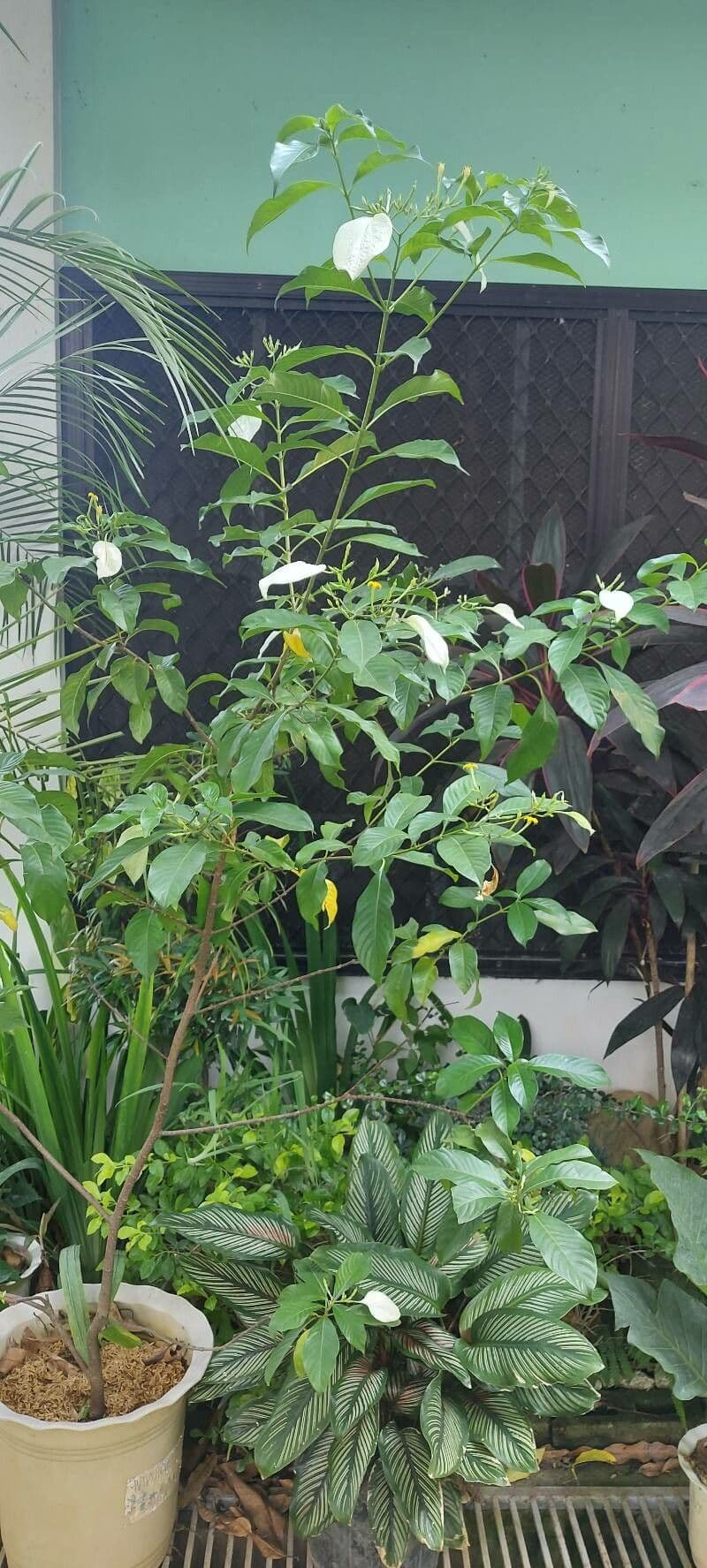 Mussaenda 5