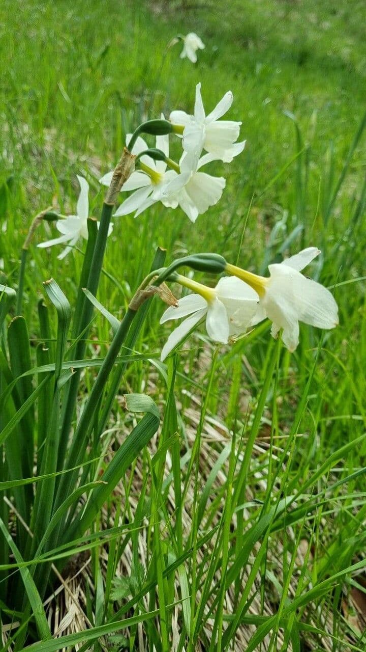 Narciso triandrus 8
