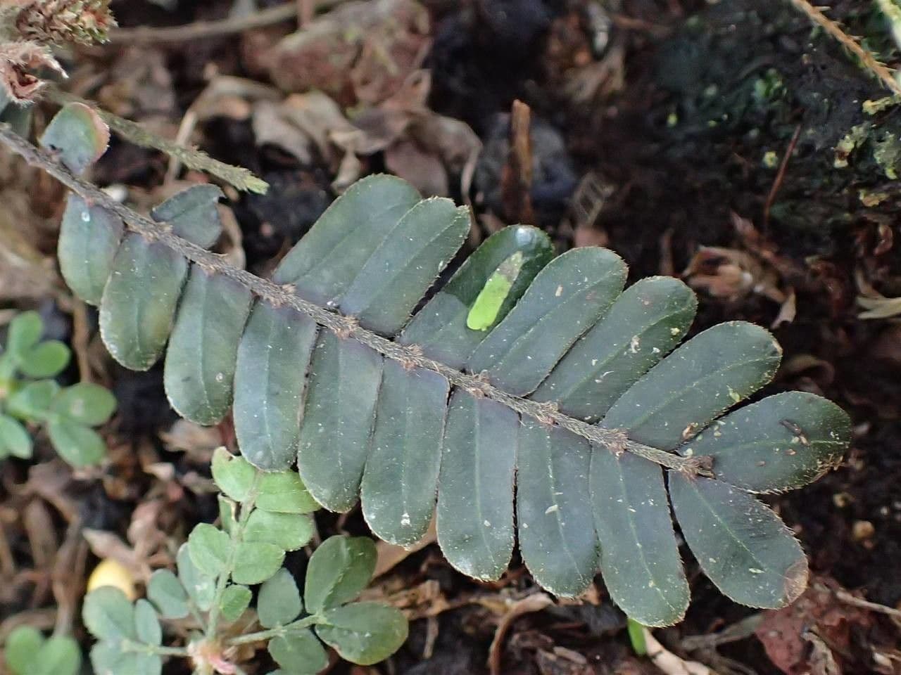 Biophytum 4
