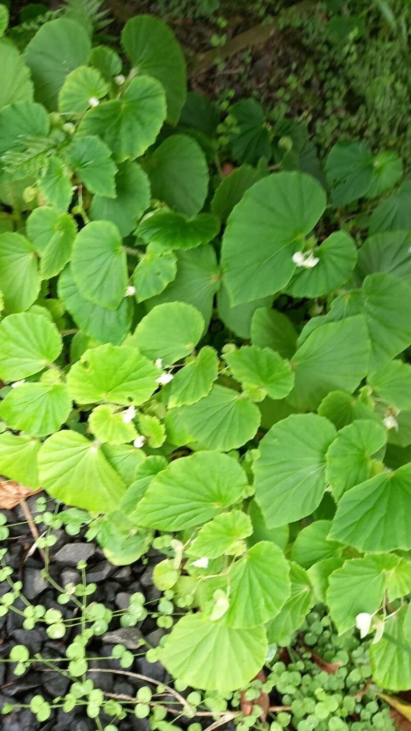 Begonia 16