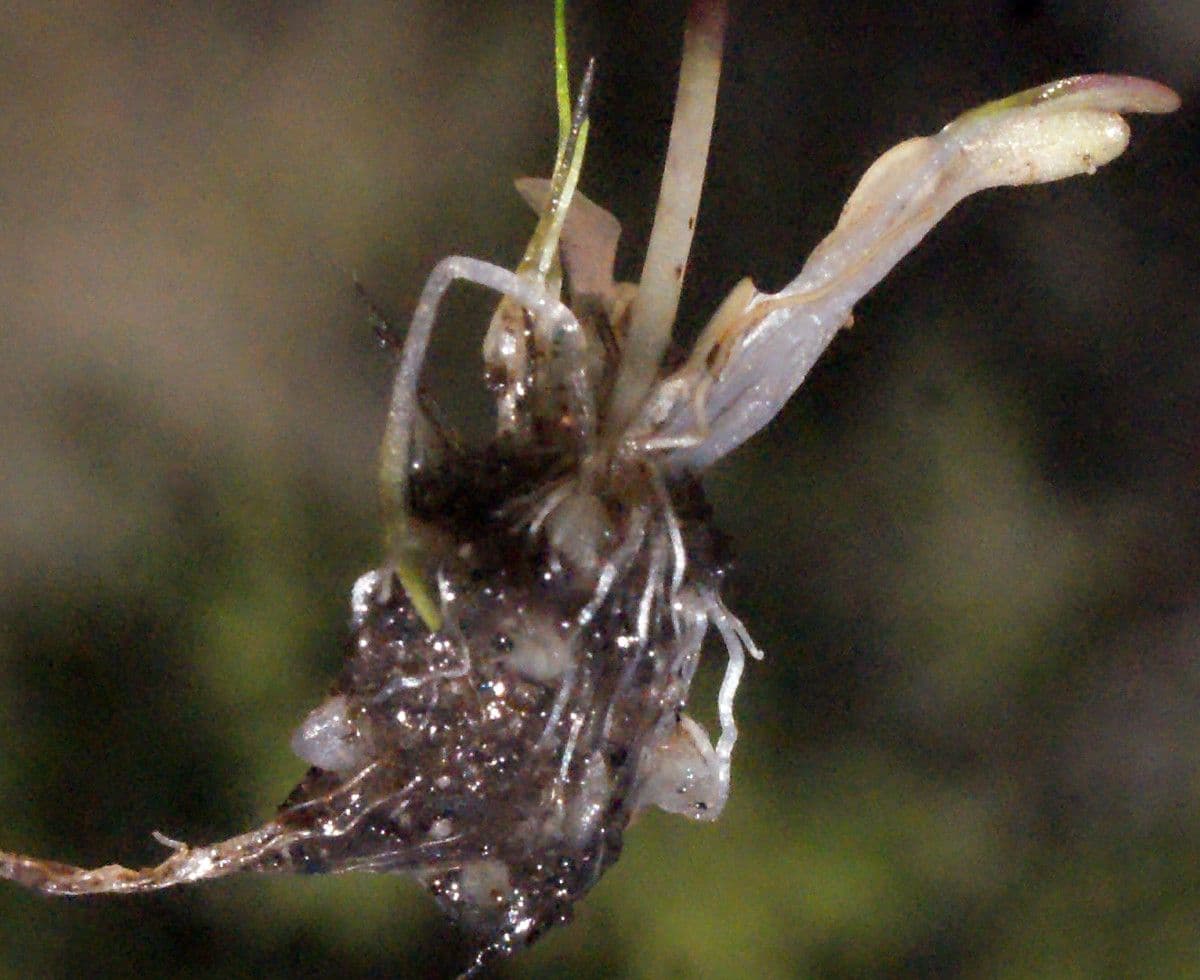 Utricularia multifida 7