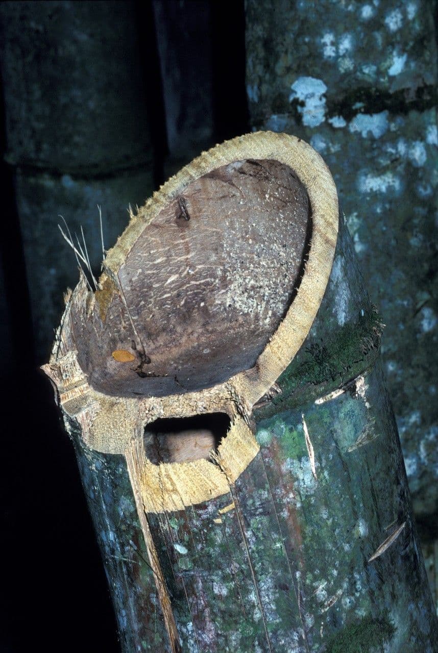 Erba tigre 21