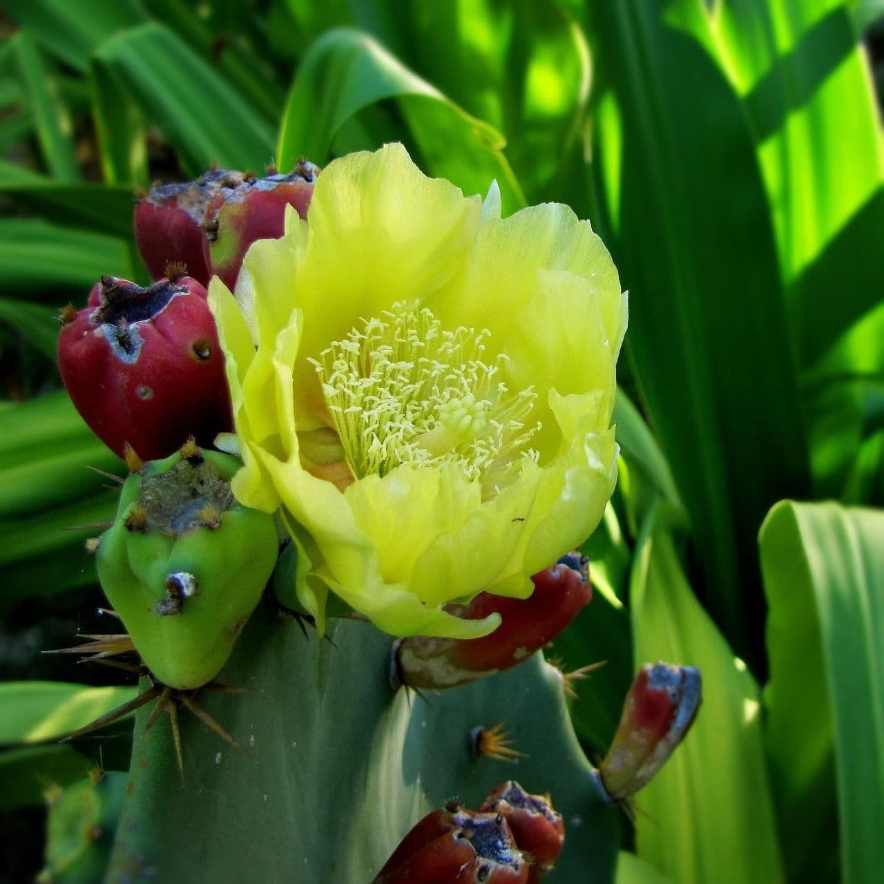 Küstenfeigenkaktus 6