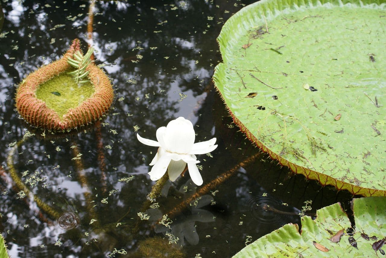 Riesen-Seerose 5