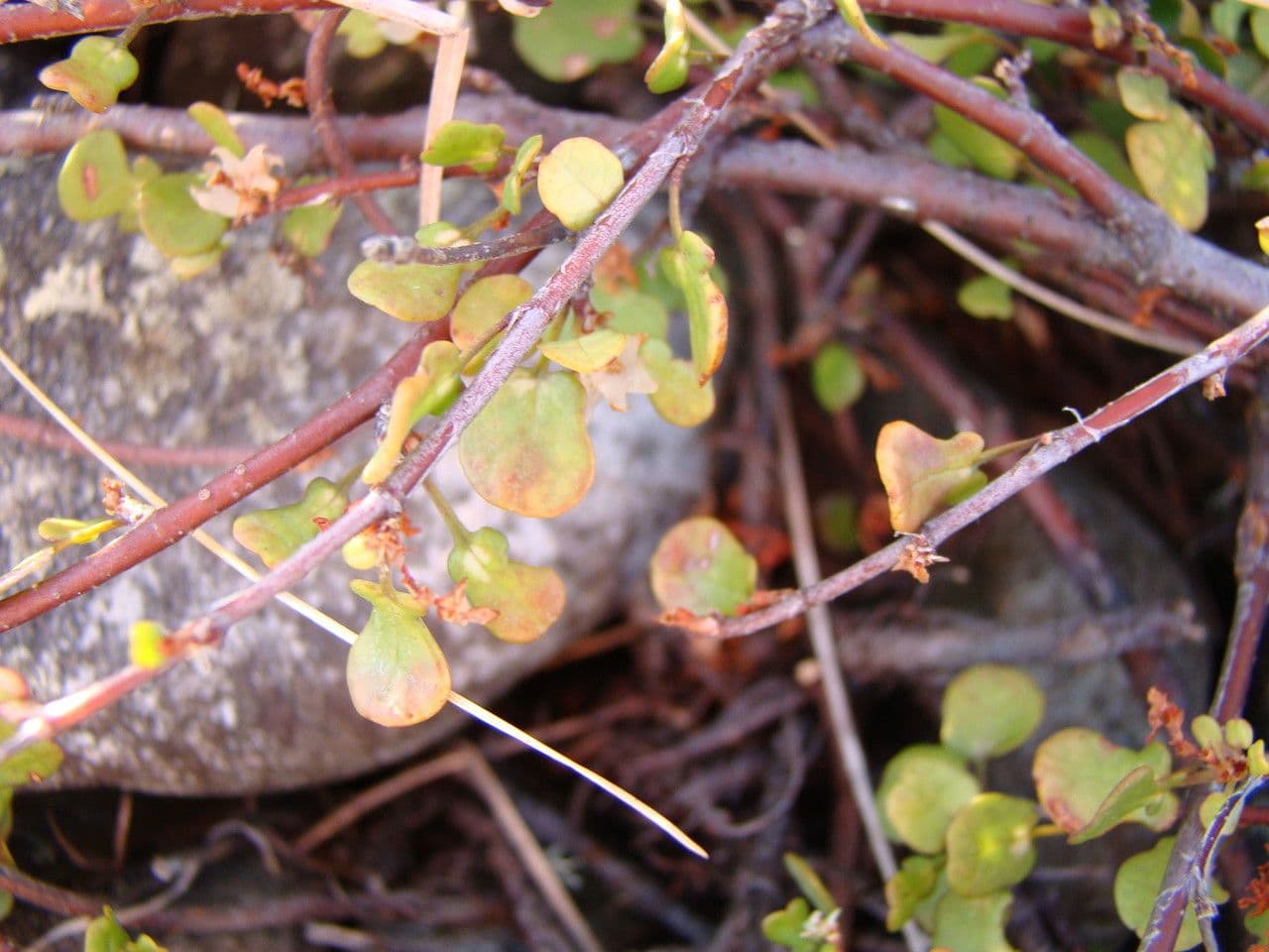 Muehlenbeckia complexa 2