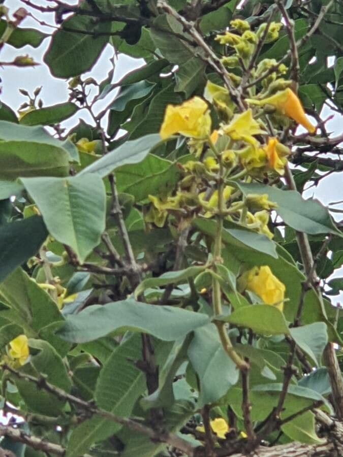 Qualea grandiflora 8