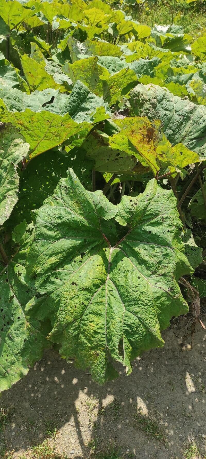 Gunnera tinctoria 14