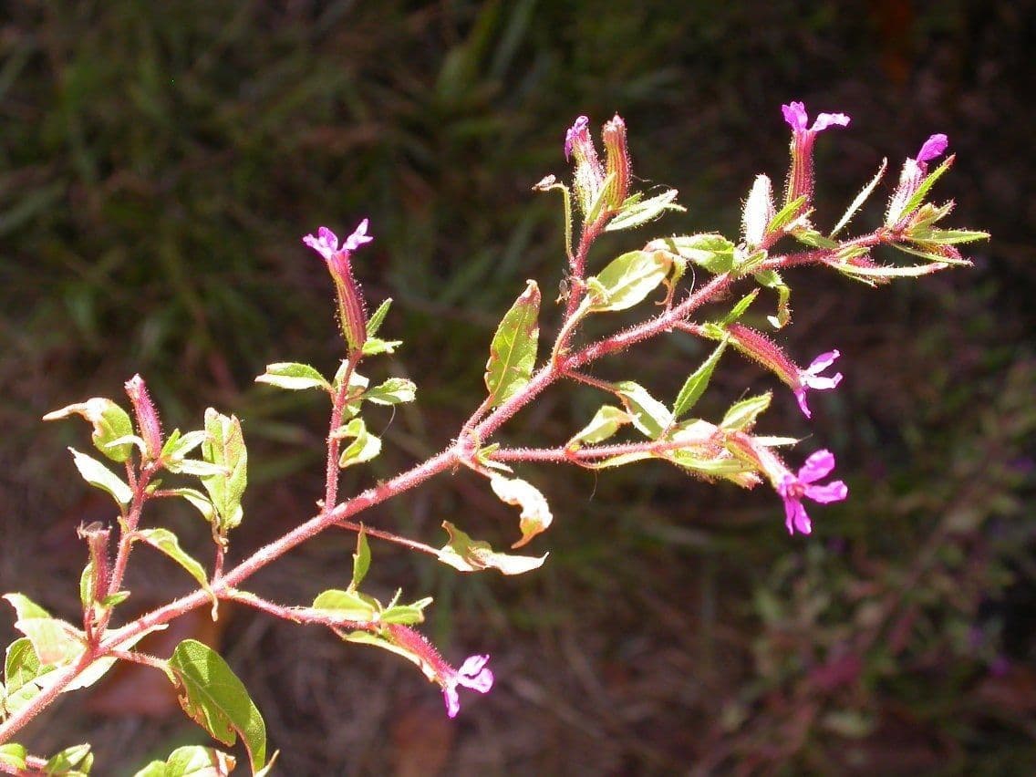 Cuphea viscosissima 3