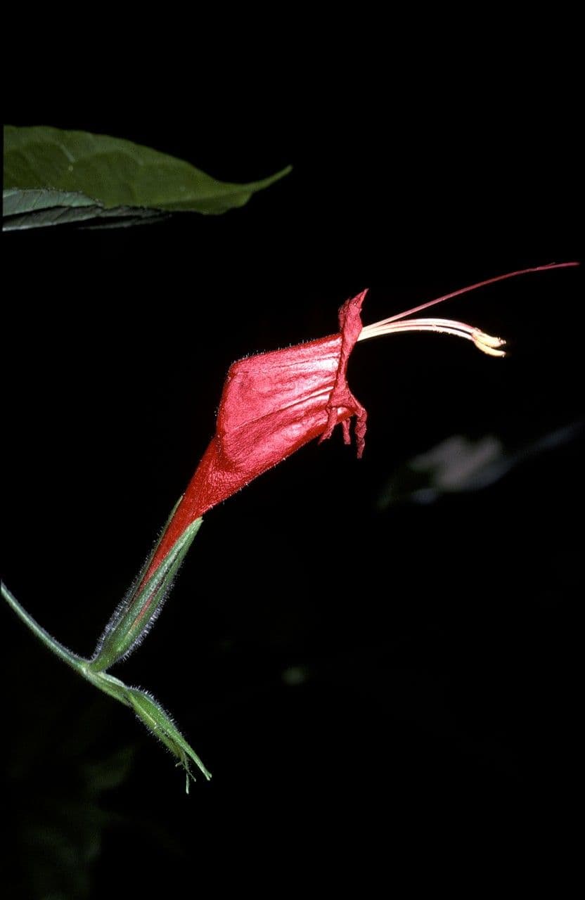 Ruellia