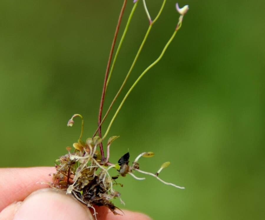 Utricolaria striata