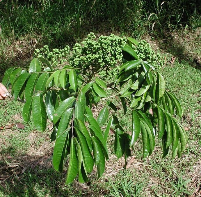 Zanthoxylum 3
