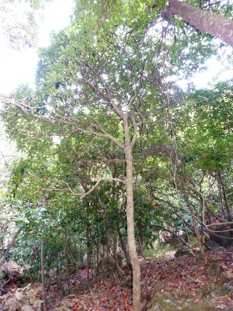Pycnandra 9