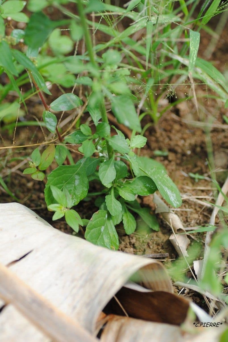 Cyanthillium popelavé 10