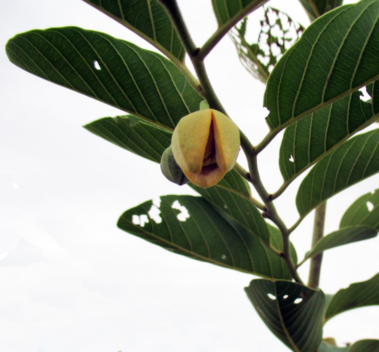 Annona senegalensis 2