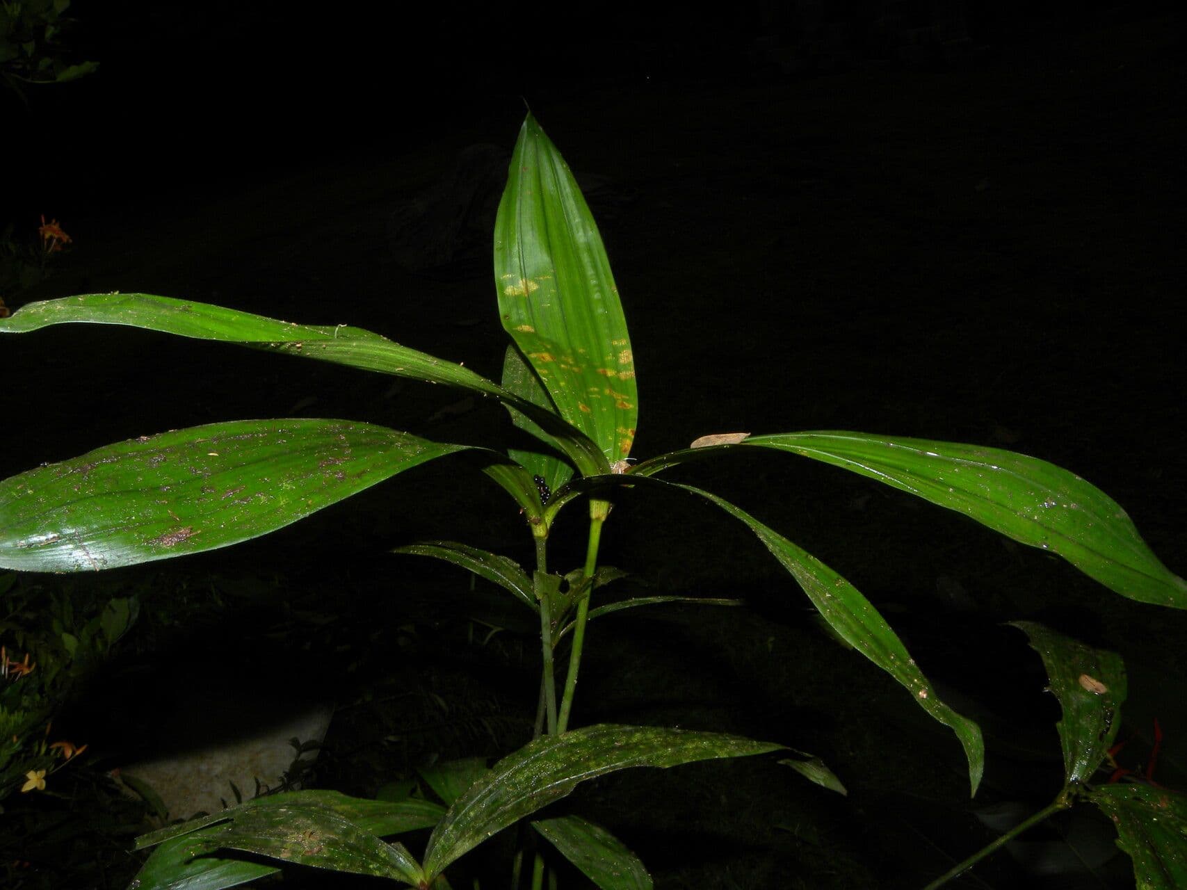 Mapania 6