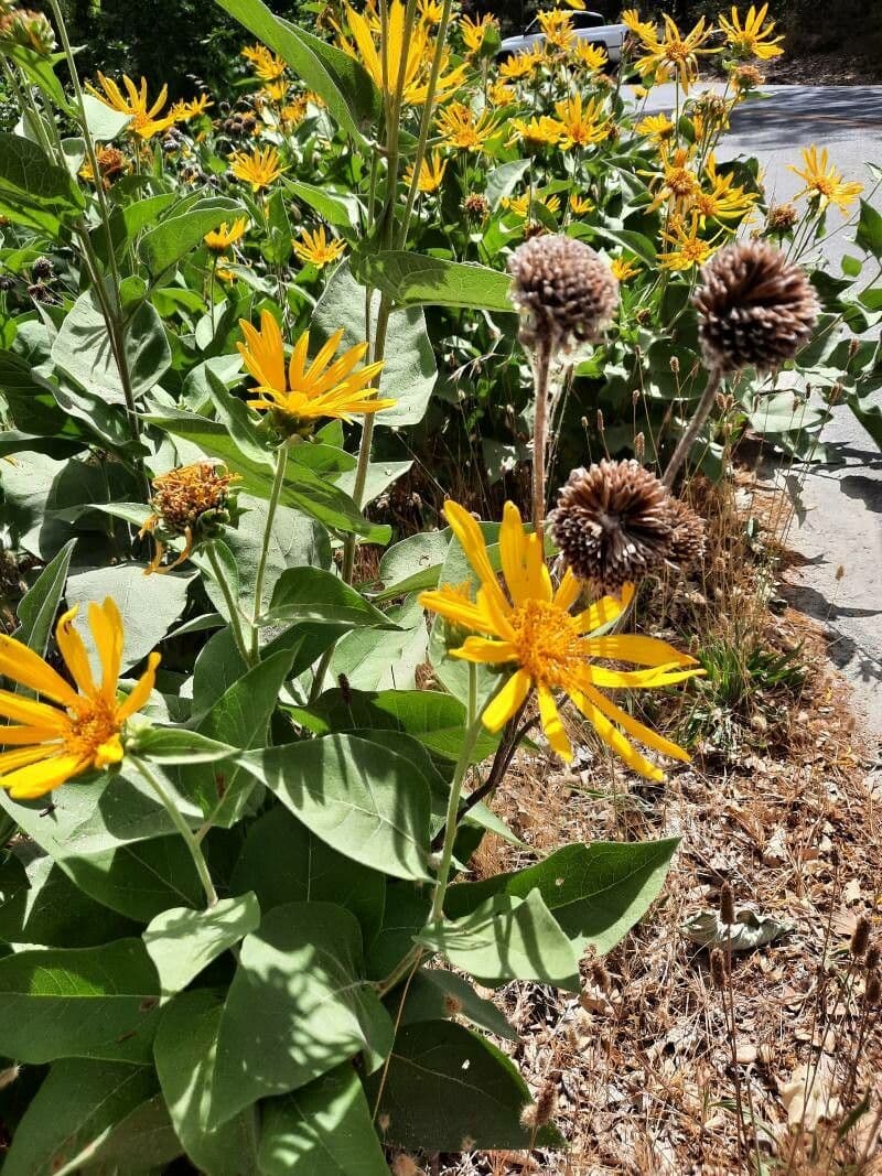 Pfeilblatt-Balsamwurzel